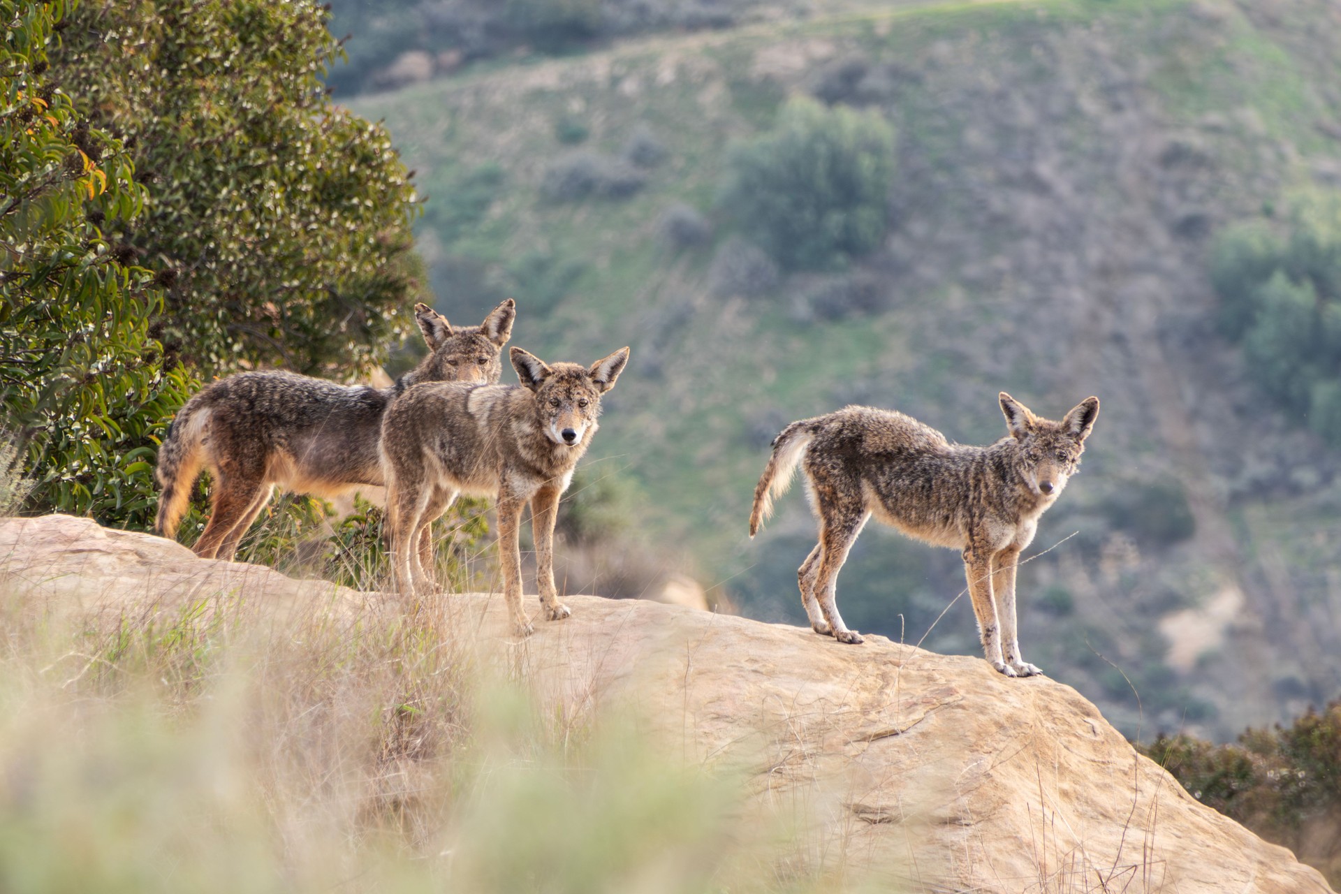 Wild Coyotes with Mange