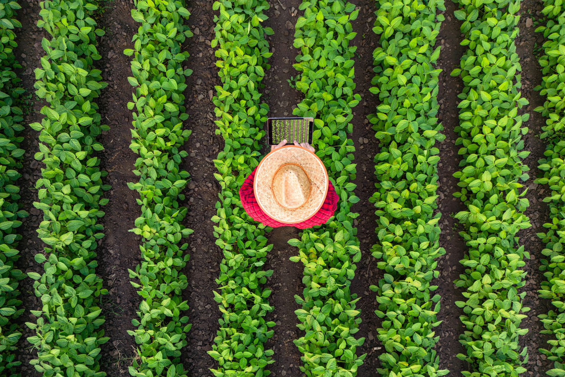 Top view of farmer standing in the field, holding remote controller and flying agricultural drone to monitor crops growth.