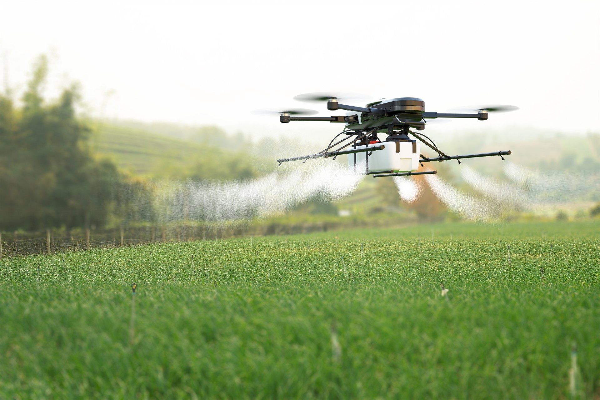 Drone spraying pesticide on wheat field.