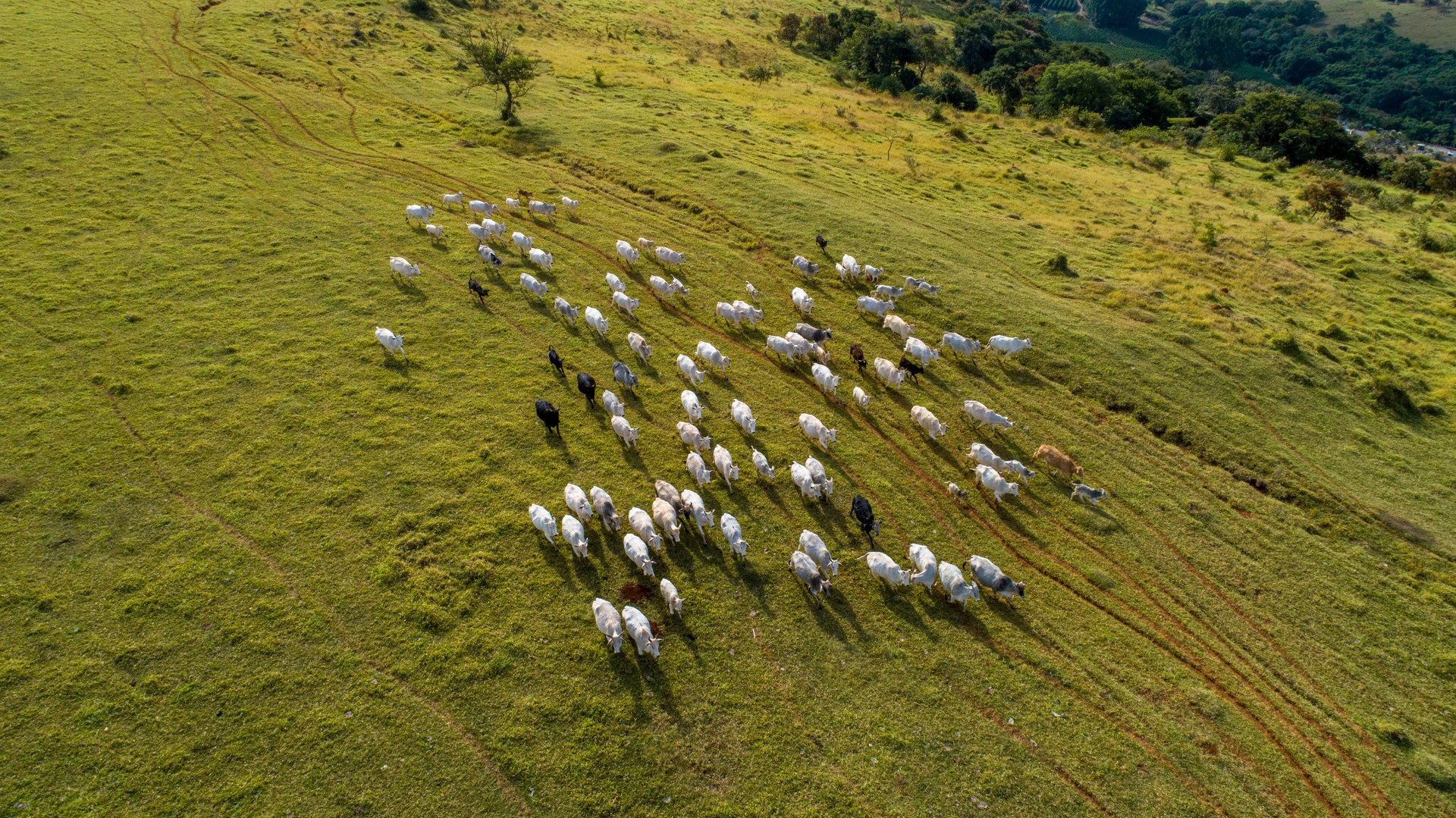 Herd nelore cattel on green pasture